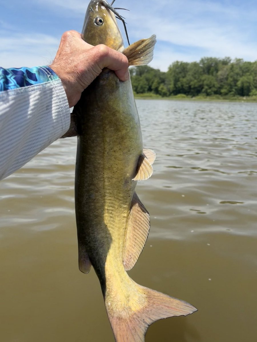 NoJoe64's tweet photo. My target fish was Smallmouth Bass, but the Catfish were killin my Roostertail spinner. https://t.co/LW5JXZURln
