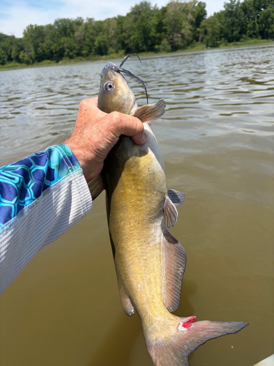 NoJoe64's tweet photo. My target fish was Smallmouth Bass, but the Catfish were killin my Roostertail spinner. https://t.co/LW5JXZURln