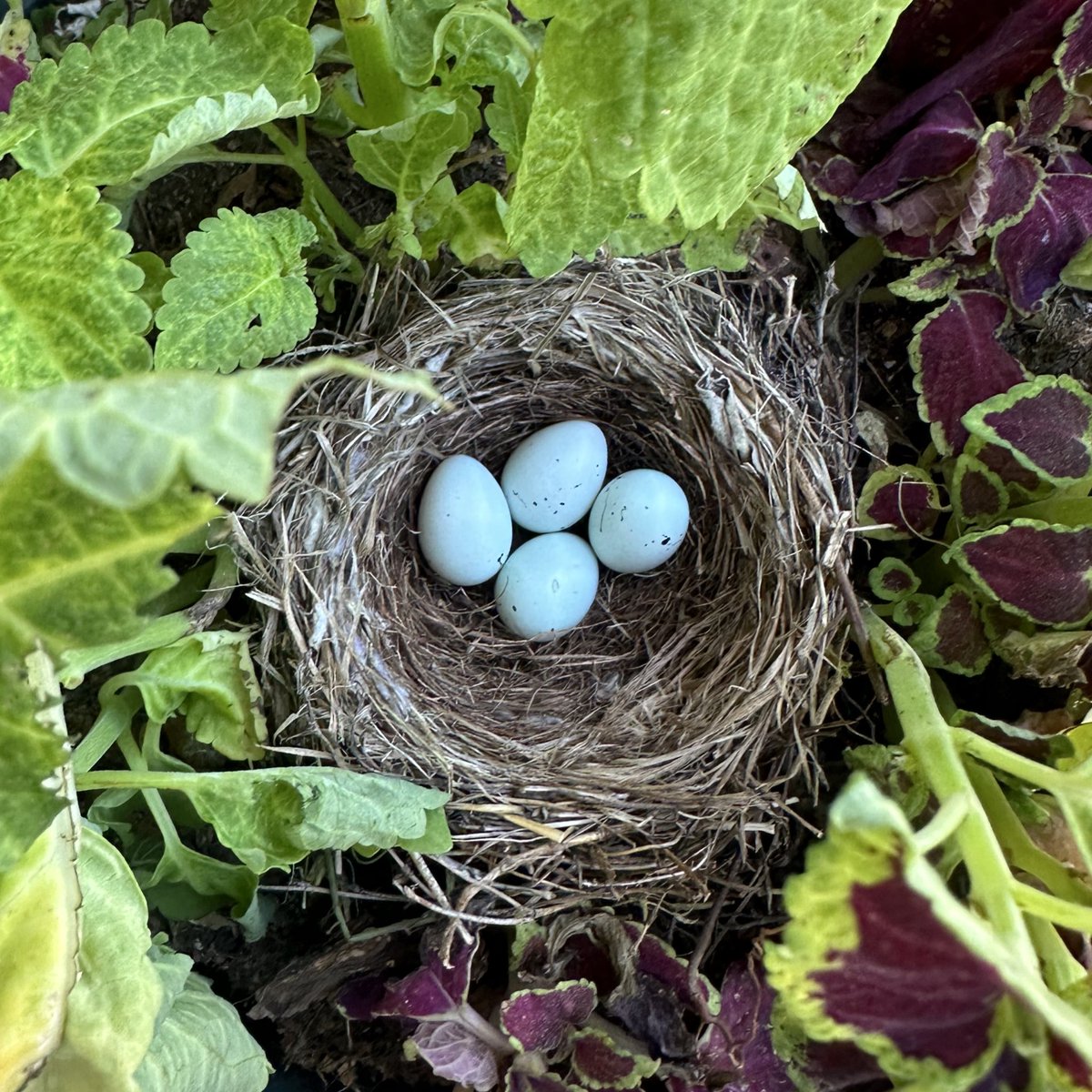 brainr0tt99's tweet photo. news from the hanging plant outside my window!!! https://t.co/RJ3YPKizgD
