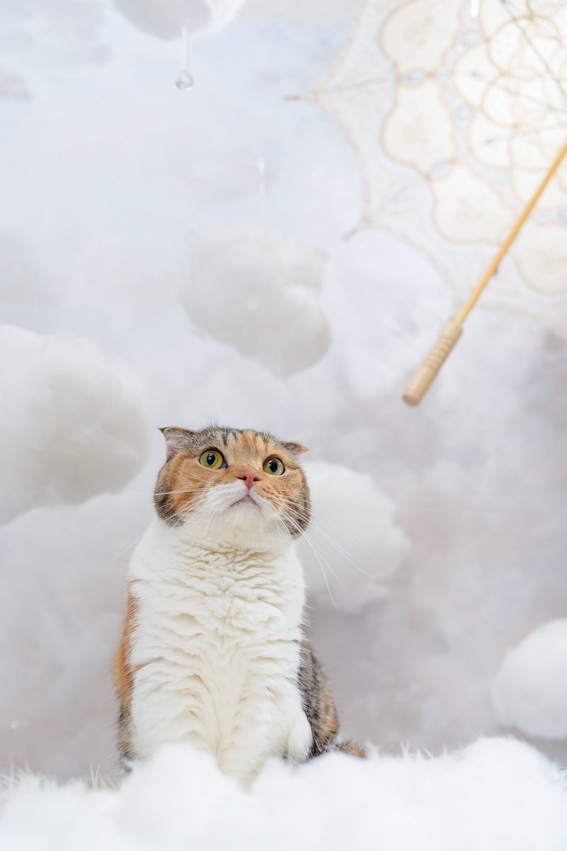 koyumiyu_cats's tweet photo. もうすぐ梅雨入りかにゃ☁️

みゆき🐈

photo アニマルラグーン

#猫好きさんと繋がりたい
#写真好きな人と繋がりたい https://t.co/6uRbloDpcQ