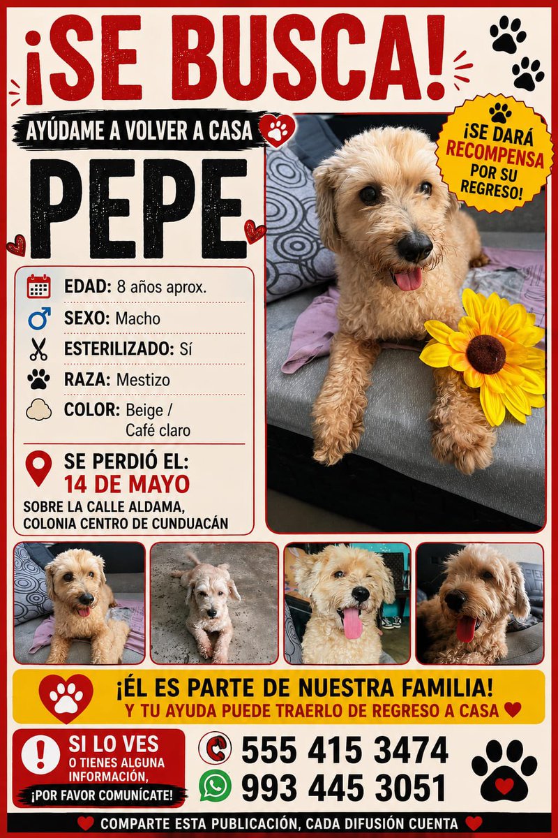 xevtfm's tweet photo. 🔴 #AlertaPerruna | Para localizar a 🐾 #Pepe, tiene 8 añitos y está esterilizado.
Fue visto por última vez el pasado 14 de mayo en calle Aldama, colonia Centro en #Cunduacán, #Tabasco
Más información en la imagen https://t.co/Ln2xLEw7i5