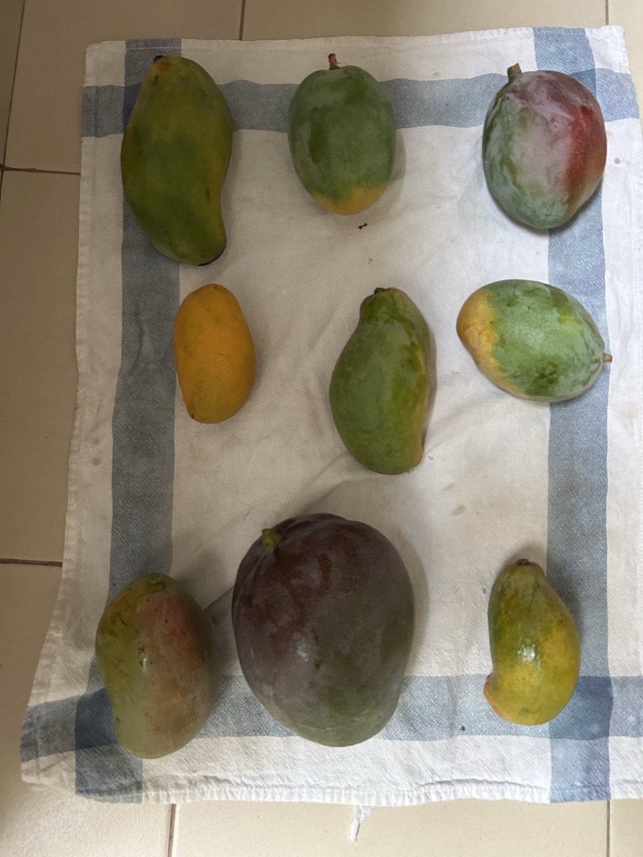 wadeabou's tweet photo. Laquelle vous préférez ? 
Perso le Bouko Diehàl est une tuerie 
Rendez-vous demain soir avec la Team @startupconcree pour parler de ce fruit incroyable 
https://t.co/MSyBAmMxoA
#SunuMbay https://t.co/21pkPhC0uM