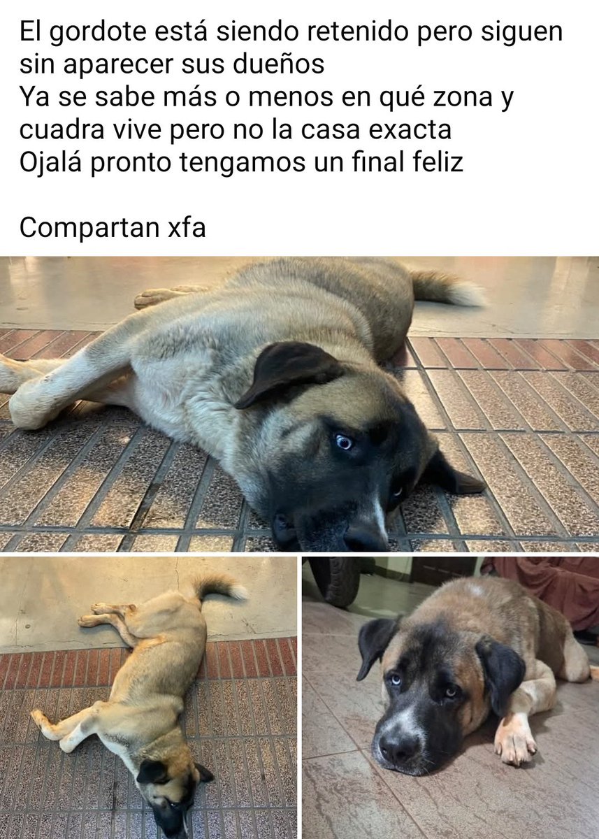 Miravalpy's tweet photo. Busca a su familia!! No puede ser que no aparezcan!! Si alguien sabe que hable ... @patitaperdidas @perdidospy @mascotitaspy https://t.co/tI0xepr3ug