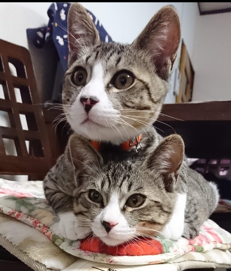 hiyo217ko's tweet photo. 猫のテレビに夢中
#ねこかわ���い
#こねこ時代 https://t.co/mQXywmN6WV