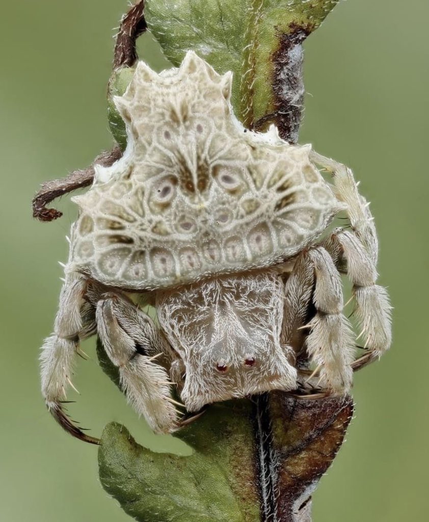 ice-chang (@icechan_parfait) / Posts / X