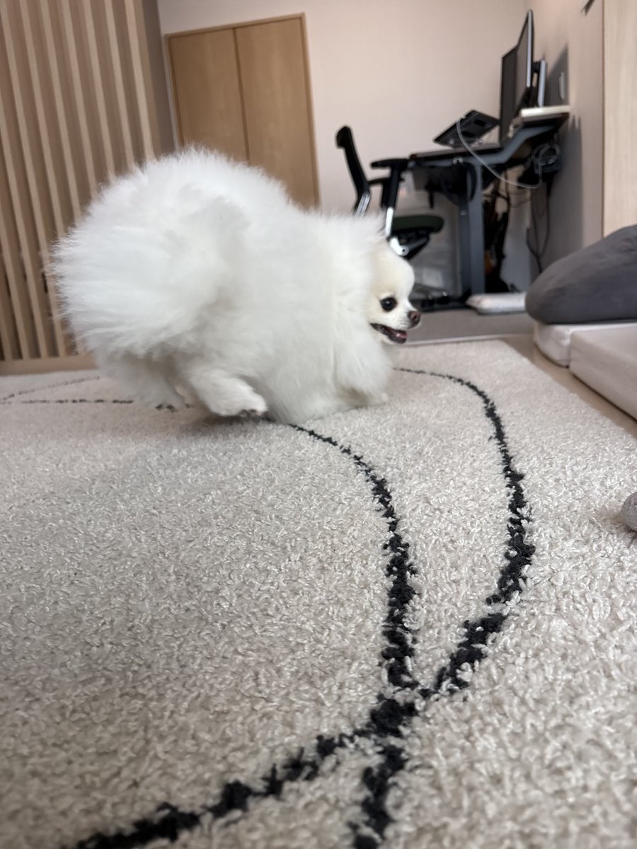 pome_tenkun's tweet photo. 🍙🎶 https://t.co/3Sq4pM5eAg
