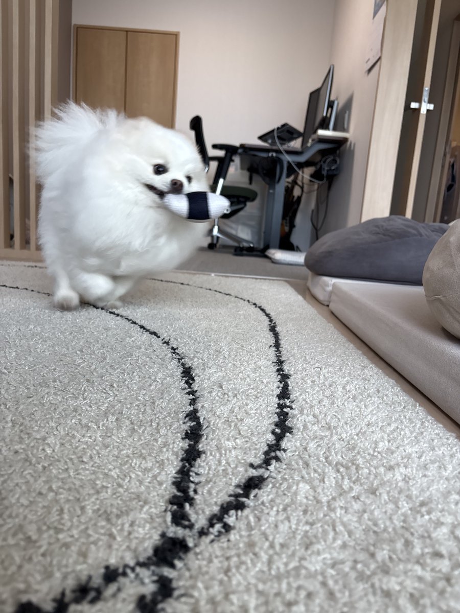 pome_tenkun's tweet photo. 🍙🎶 https://t.co/3Sq4pM5eAg