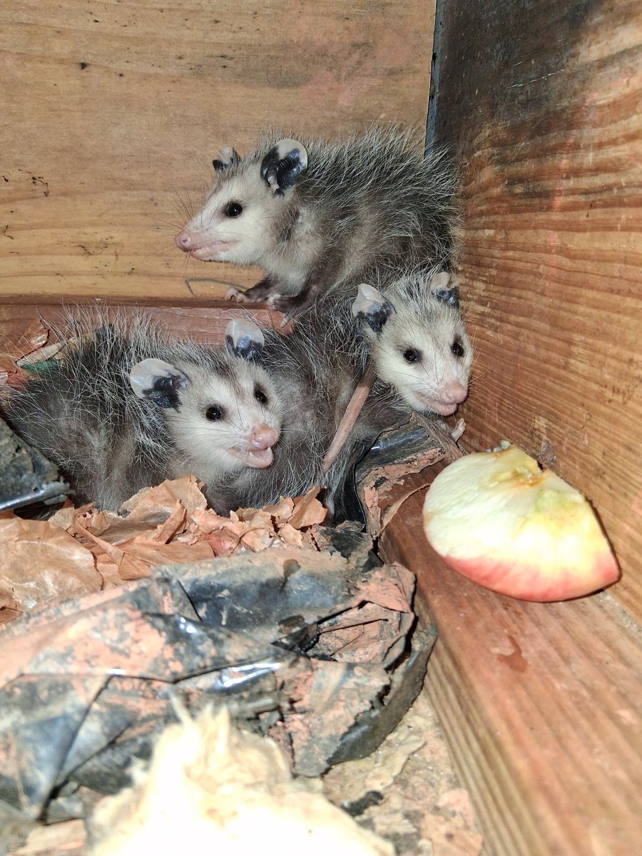 SCMike78's tweet photo. These fkers are under my house.  Damn squatters. https://t.co/yM3me2YJ5H