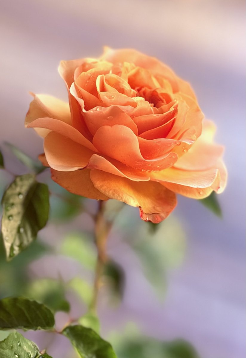 EHQyzoSDs46Lvvv's tweet photo. カントリートレンドセッター🌹
花言葉・幸多かれ

夕焼けに染まる薔薇🌹
杏色のシルクを重ねた様な
花びらに水滴を纏ってより
儚さと気品を感じる🌹 https://t.co/wmBeYkR8HF