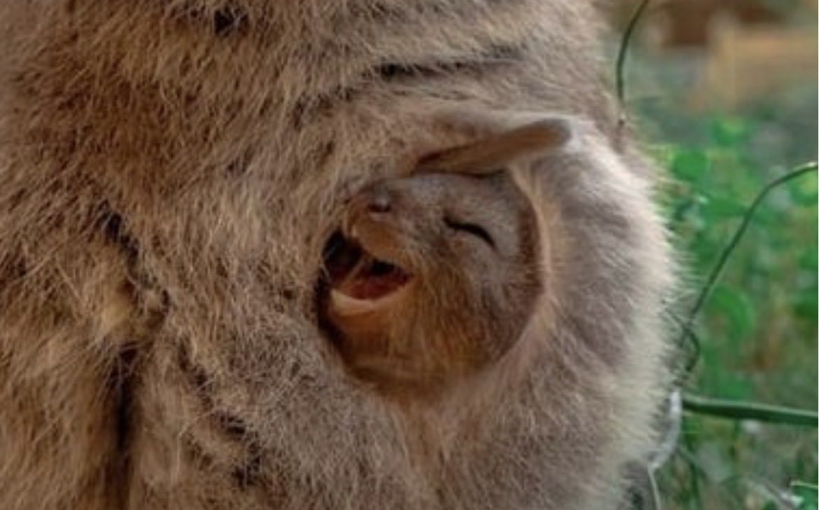 MineArtsNCrafts's tweet photo. @AMAZlNGNATURE Despite the potential for abandonment, the babies look quite happy as well… https://t.co/Ik0jyFo9Hh