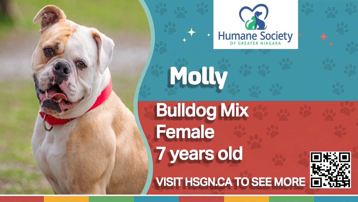 yourtvniagara's tweet photo. Help a furry friend find a forever home.
Visit the Humane Society of Greater Niagara today.
https://t.co/oz91AF78Rf https://t.co/17uZ72CAqZ