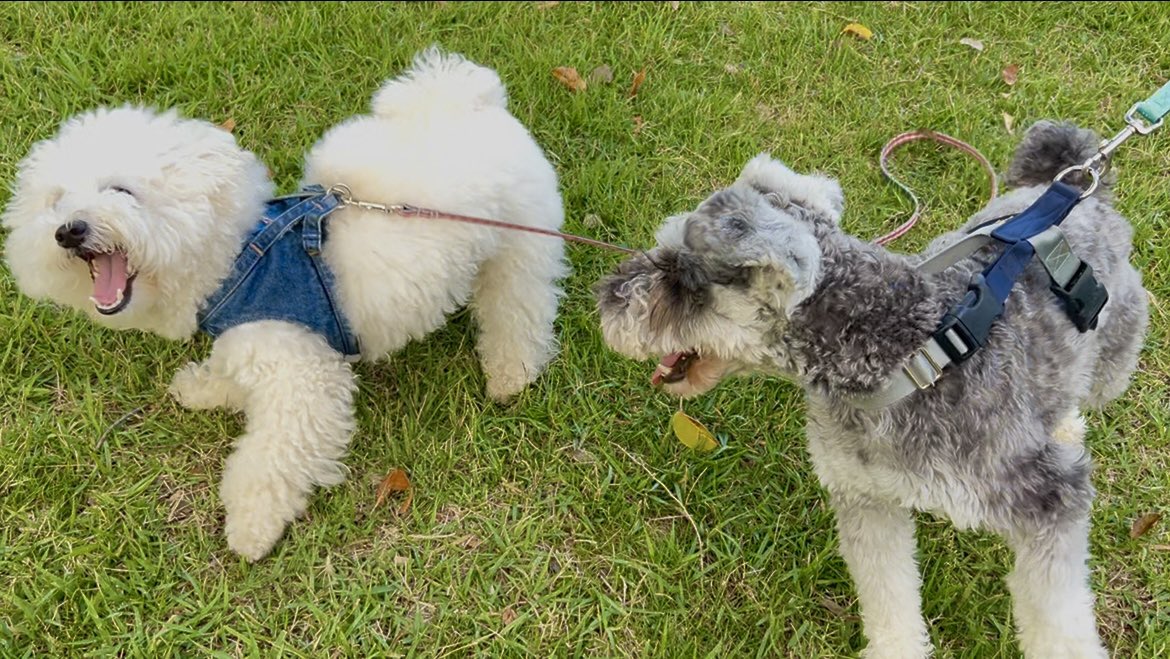 形が定まらない犬 (@papoter_dog) / Posts / X