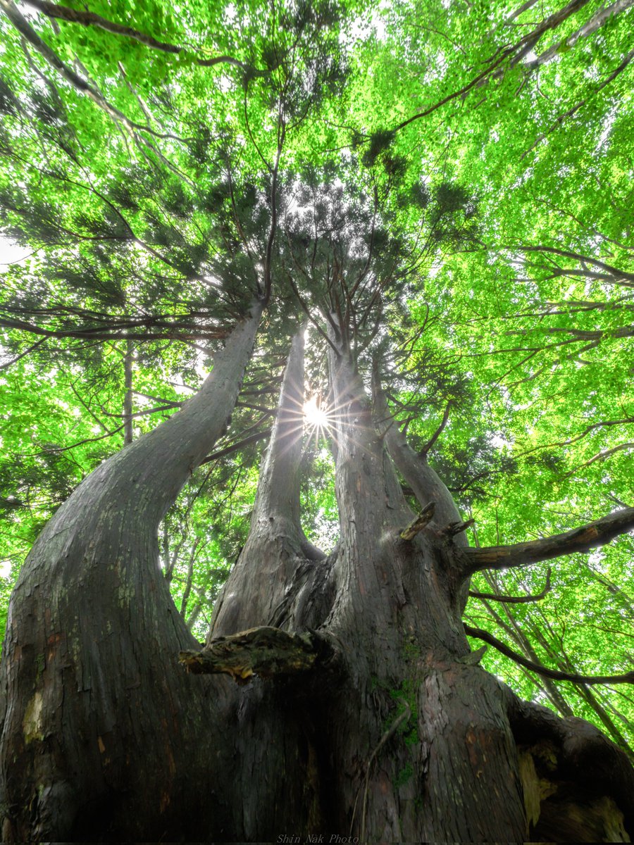 ShinNak1's tweet photo. 巨樹が紡ぐ光
#東京カメラ部 #tokyocameraclub  #フォトジェニック #ファインダー越しの私の世界 #Zcreators #私とニコンで見た世界 https://t.co/v0WOCmh0Fp