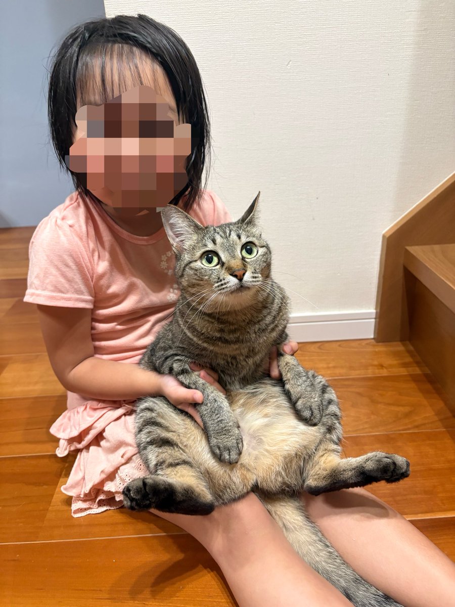 すずつむふう【我が家の可愛い猫’s】 tweet media