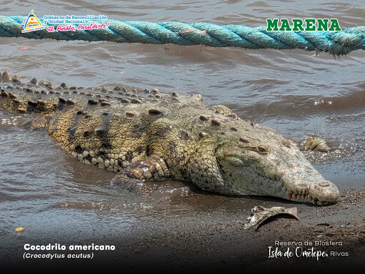 adiarionic's tweet photo. 🏝🐊 Habitantes de la Isla de Ometepe reportaron el avistamiento de un cocodrilo americano en las cercanías del puerto lacustre del lago Cocibolca, en el municipio de #Moyogalpa, departamento de #Rivas.
#ometepe 
#Nicaragua 
#LagoCocibolca 
#IslaDeOmetepe
#NoticiasNicaragua https://t.co/Jd7ZZrUfah