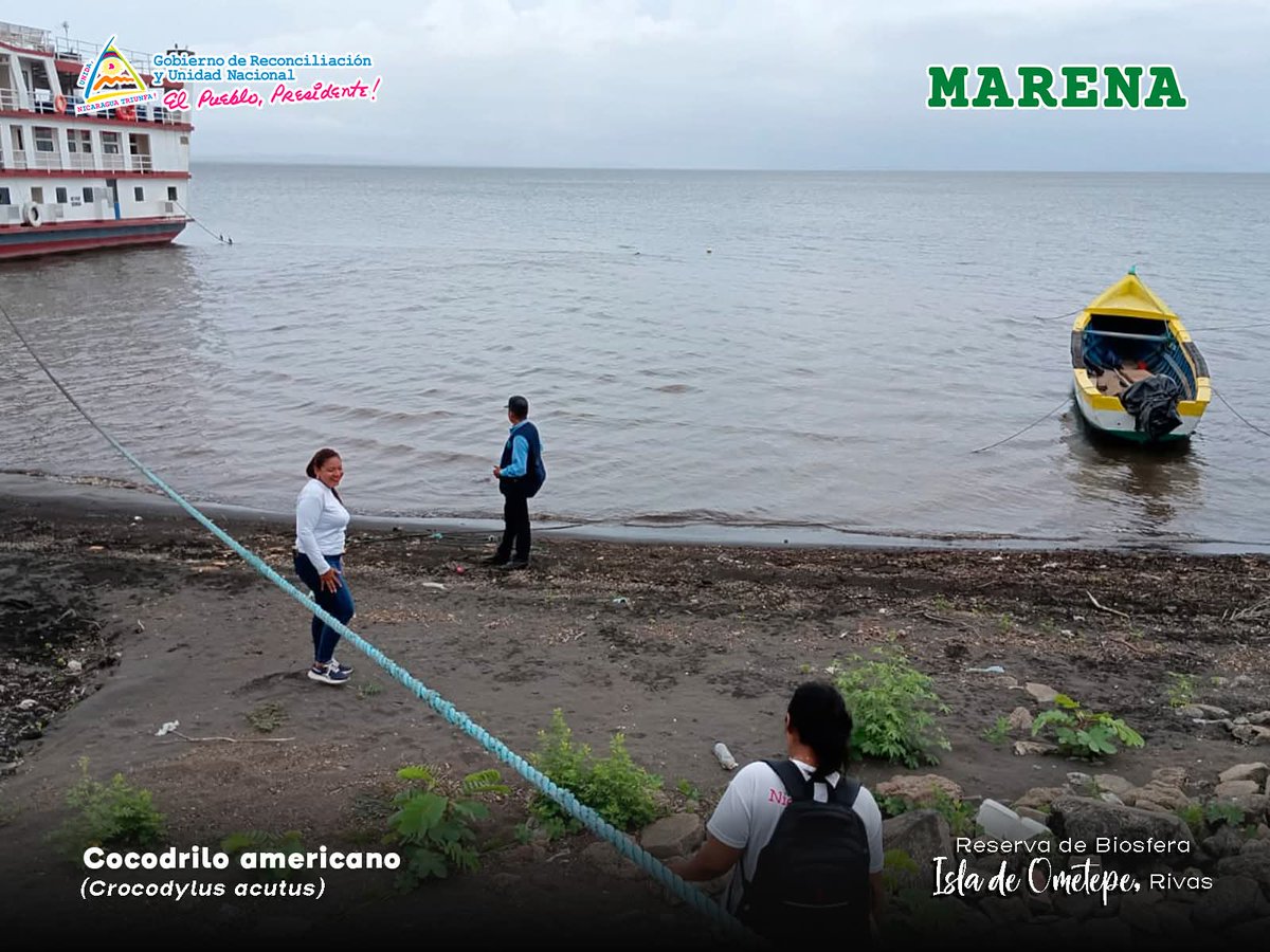 adiarionic's tweet photo. 🏝🐊 Habitantes de la Isla de Ometepe reportaron el avistamiento de un cocodrilo americano en las cercanías del puerto lacustre del lago Cocibolca, en el municipio de #Moyogalpa, departamento de #Rivas.
#ometepe 
#Nicaragua 
#LagoCocibolca 
#IslaDeOmetepe
#NoticiasNicaragua https://t.co/Jd7ZZrUfah