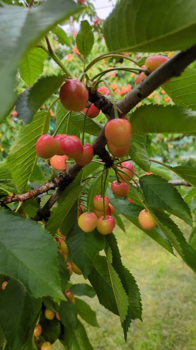 今年は豊作🍒 HACHIのクリームソーダのさくらんぼは山形県の名産「佐藤