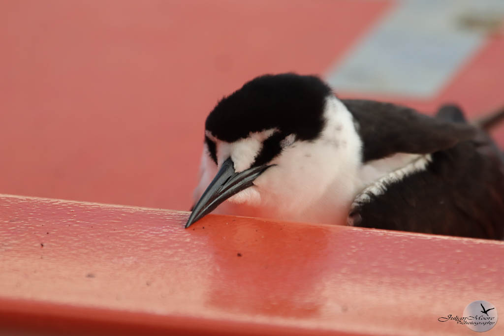 euthusiastic's tweet photo. A bucketlist lifer; Sooty Tern on a lifeboat as the sun rose—an unforgettable start to our final ABC Islands stop in #Aruba #arubabirds #Birding #Biridingtrip #tripreport #Bir0dPhotography #CaribbeanBirds @aruba @BirdsCaribbean
🔗 Read the full story: https://t.co/BhCPAD0KhU https://t.co/jxtxIvLUuT