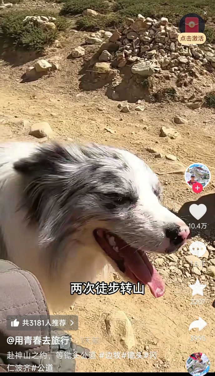 0427SMtieshou's tweet photo. 这个事件是真的，狗的名字是锄头狗主人的抖音账号是：yaxing1998 我找出了锄头的照片，还有狗主人的照片。
这一恶劣的事件，绝大多数的中国人也非常气愤。
在中国，如果盗窃数额特别巨大，在30万人民币以上，最高可以处以无期徒刑。
最终量刑要看法官对锄头价值的评估。
他抖音拥有150万粉丝，如果商业化数据非常理想，作为有利证据支撑。起诉重大盗窃。那么，偷狗者最终可能面临10年以上至无期徒刑的判罚。

中国目前尚无虐待宠物的刑事判罚条款，没法据此起诉。