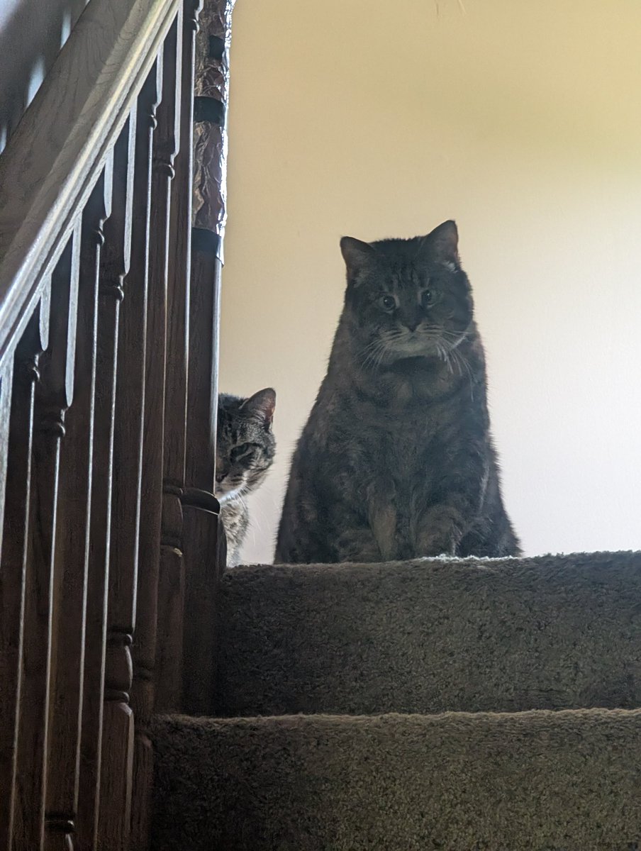 82japanda's tweet photo. Tried getting a pic of my chonky cross eyed queen. Her consort did not approve. #cats https://t.co/6gat6mayjA
