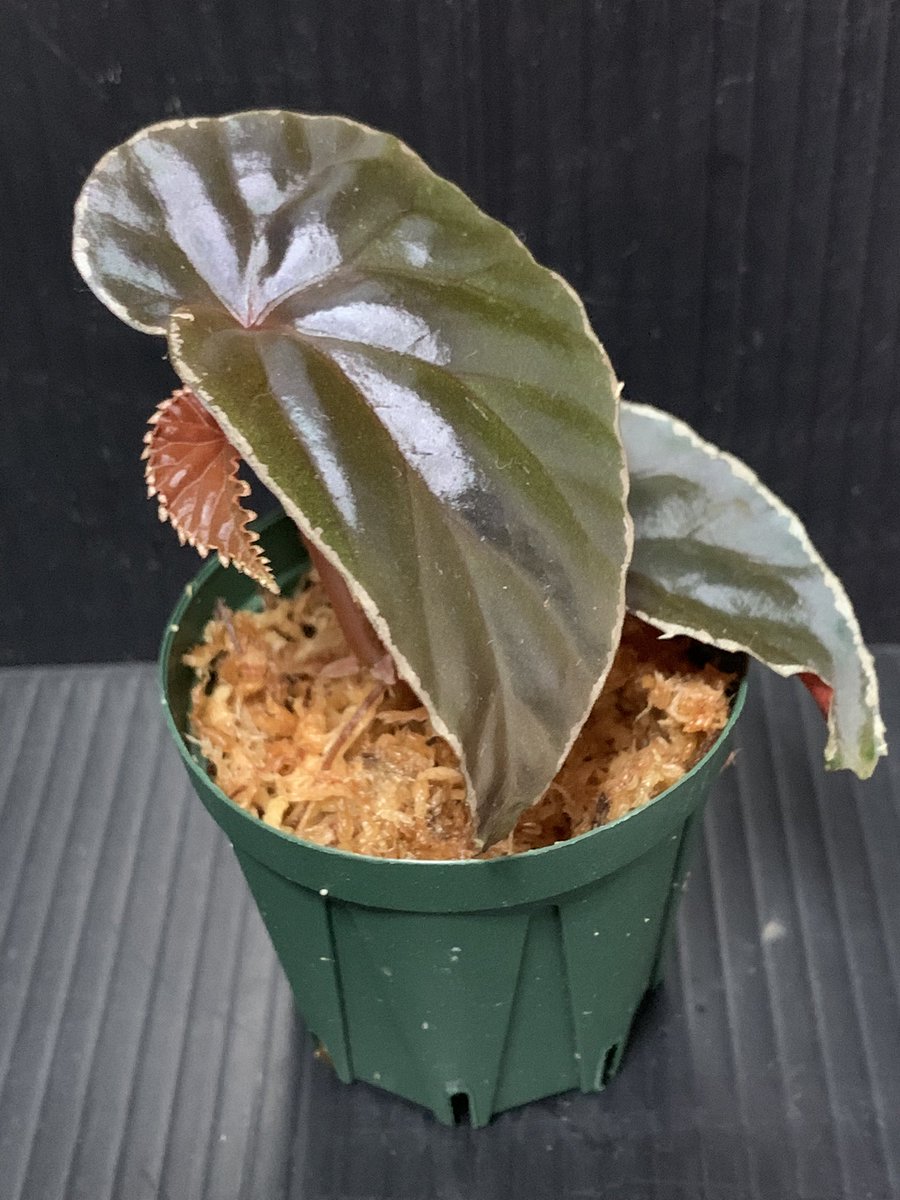 idmachide's tweet photo. Begonia Rec3 [K0619-f1]
sp. Sarawak x darthvaderiana https://t.co/o7ywkzdH2c