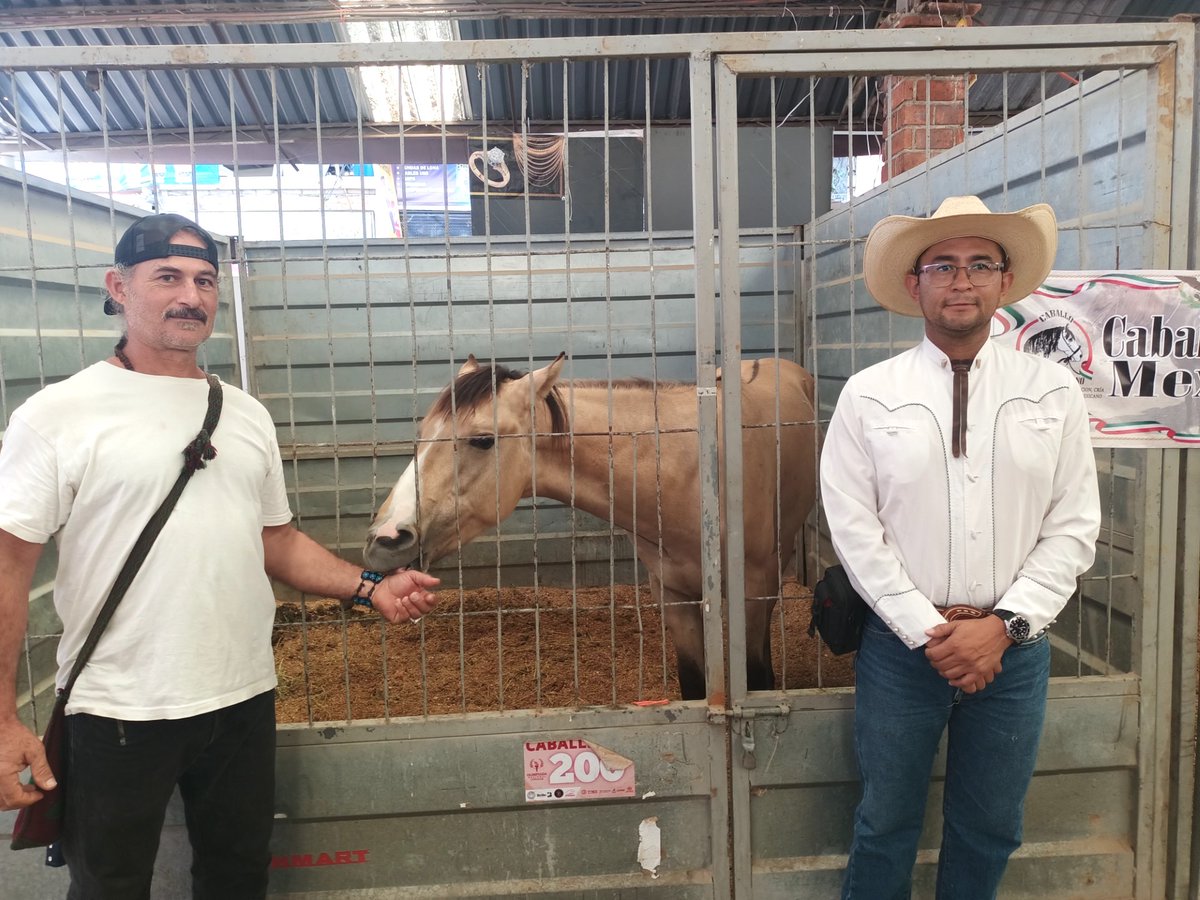 101revista's tweet photo. Reto pendiente con el caballo criollo mexicano, llegó al país hace cinco siglos | Columna por Salvador Y Maldonado Díaz |  https://t.co/Mk5wlJbwOM https://t.co/zr1sRwZuoA
