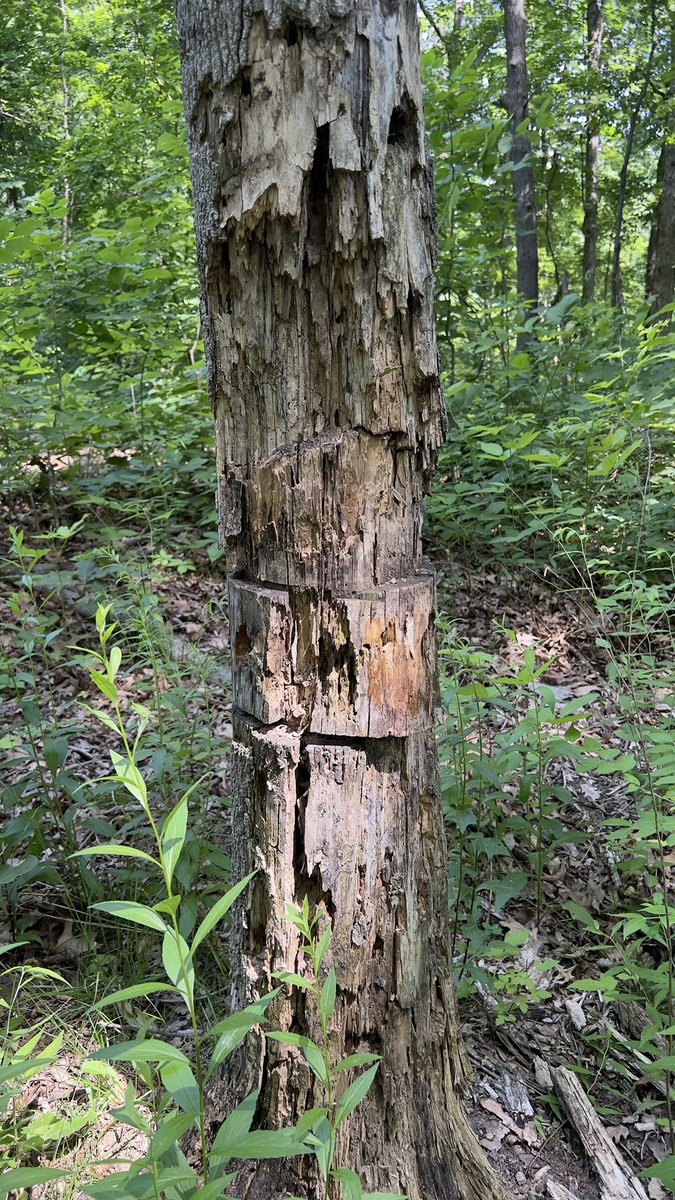 TranscendNWO's tweet photo. What is the purpose of doing this to trees? https://t.co/8hJEqy7yAy