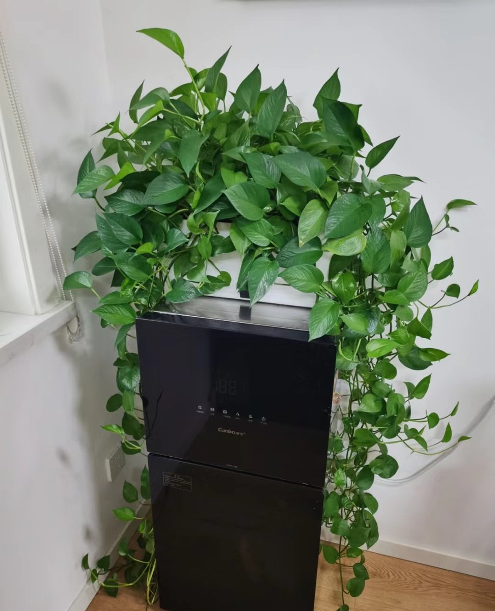 chjm4091's tweet photo. [Your pothos is sad No green thumbs needed—just water when the soil’s dry, put it in bright indirect light, and watch it thrive! Perfect beginner-friendly green buddy.] https://t.co/QTSGL0ZEa7