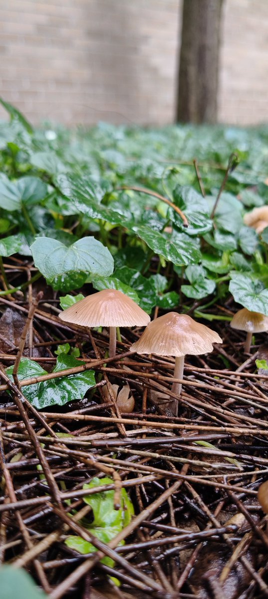 fungus