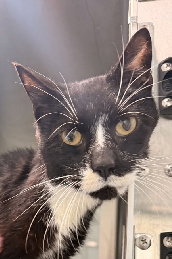 JLthekid9999's tweet photo. 🆘🆘 MILO (ID 254233), 15 YO, MALE –  IN QUEENS ACC - came into the shelter as an owner surrender on 5/27/2026, with the surrender reason stated as animal behavior - not house trained.    🆘🆘 😿 😿 😿 😿

➡️TBD 6/6/26

➡️ SENIOR ALERT

➡️ MEDICAL PRIORITY – NEEDS MORE CARE AND ATTENTION THAN THE SHELTER CAN PROVIDE -IN FELINE ICU😱😱😱

➡️ 🆘🆘  1ST Chance on Emergency Placement List – VERY URGENT – 🆘🆘 😱🔥🔥😱

➡️ 9 DAYS IN SHELTER – TOO LONG – TIME IS RUNNING OUT

➡️ MILO IS ON THE EPL FOR MEDICAL REASONS -Milo is a geriatric cat with chronic kidney disease. He is also very underweight and has significant dental disease, but has been eating well in shelter and is friendly. Milo will need continued nursing care and veterinary follow-up for his medical issues.  This evaluation/diagnosis means that MILO will be given very little time for rescue/foster/adoption. 🔥🔥🔥🔥

Milo is a handsome senior gentleman with a friendly personality and plenty of love to give. Affectionate, talkative, and independent, he's the kind of cat who enjoys being part of the household without demanding constant attention. You'll usually find him wherever the people are-lounging in the living room, supervising activity in the kitchen, or watching the world go by from his favorite window perch. Milo enjoys gentle play and especially likes toys that crinkle. He still has a playful side and loves chasing the occasional bug or moth that wanders indoors. When it comes to scratching, he prefers rope, carpeted surfaces, and cardboard scratchers. A low-maintenance eater, Milo happily enjoys Friskies wet and dry food. As a senior cat, he's looking for a patient adopter who will appreciate his companionship and understand that he may need some extra support. Milo has been reported to scratch furniture and has had occasional litter box accidents, so he may do best with an adopter willing to help him adjust to a new environment and provide appropriate scratching options and litter box management. If you're looking for a sweet, conversational companion who enjoys sharing your space and keeping you company throughout the day, Milo may be the perfect match. ❤️ 😻❤️ 😻❤️ 😻

NEEDS OUT OF SHELTER ASAP –

Please RT or pledge, if you can, to save this little one.

@AdamsPaulGrimke

💔😿🙏Thank you