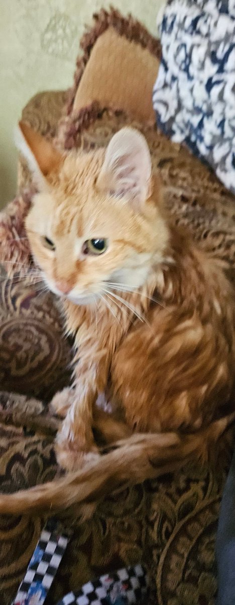 Etend0's tweet photo. It is with a heavy heart that I had to say goodbye to my cat Butterscotch today. She had been suffering the last 7 months and the vet visits brought no avail. I decided it was time for her to not suffer any longer. I held her in my arms as she passed, and told her that I loved her and how much she meant to me and how much she has done for me. I told her not to hesitate once she saw Jesus. I prayed to God that He would take her quickly without any pain and my prayer was answered. She went very quickly without any hesitation, almost as if she was ready to go. I pray now that God take good care of her and have her waiting for me im Heaven. 

I'm heartbroken and can't stop crying. I feel I will have a hole in my heart for the rest of my life from the loss of her. For the past 11 years she's been in my life, she was my best friend and companion. She was there for me when others weren't and did things for me that not even other people had done. I consolidated in her and she would be there for me when I was hurting. I now am distraught and do not know how I'm going to carry on without her. She was one of the best things in my life and is now no longer here.

But God is still good. And I know that she is no longer suffering which makes me rejoice. I'm going to miss you so much, Butterscotch. I already do. Love your pets. For the price of life is death, and they will not always be around. For the wages of sin is death, but the free gift of God is eternal life in Jesus Christ.

I will not be active for awhile. I appreciate your time. Take care.