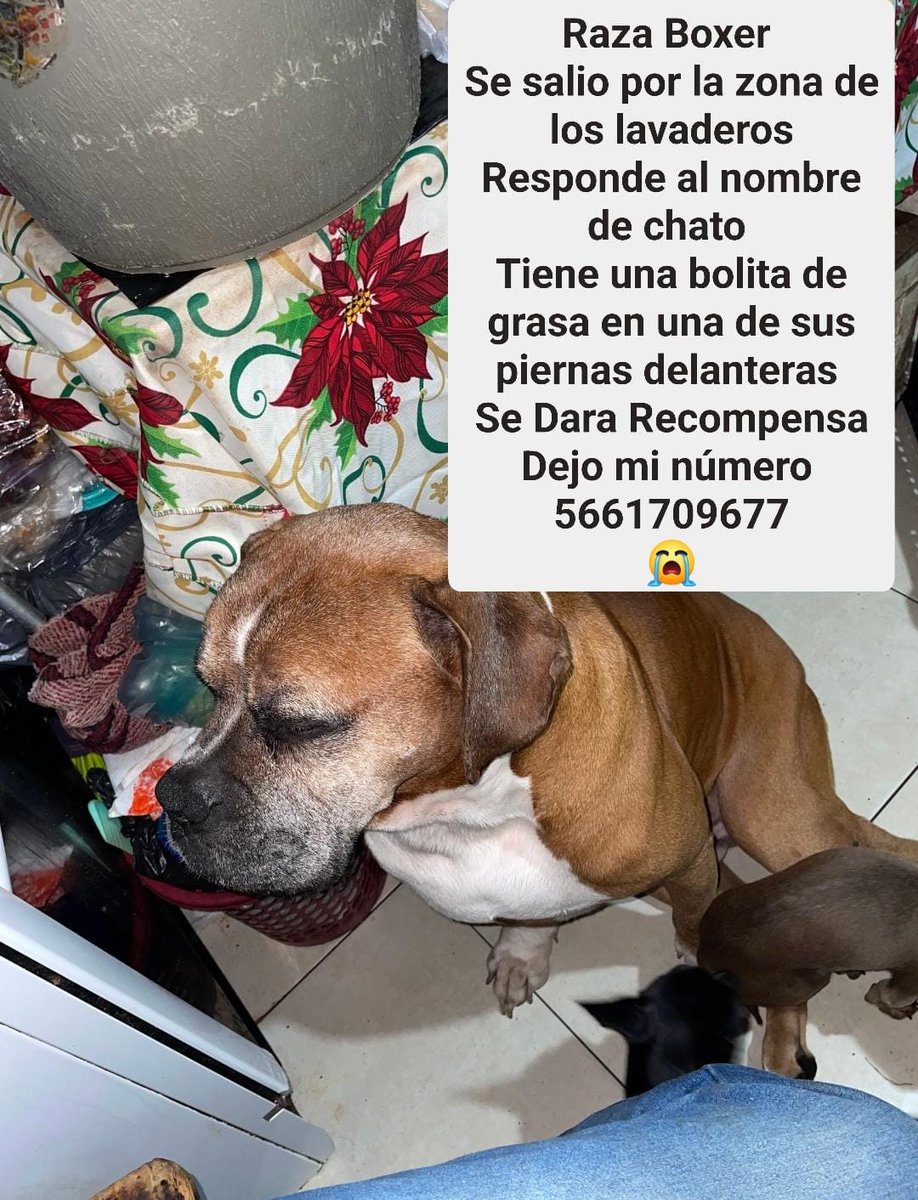 PueblaenLinea's tweet photo. 🚨🐕 ¡Puebla, hagamos nuestra magia!

"Chato" desapareció en la zona de Los Lavaderos y su familia lo está buscando desesperadamente. Es un bóxer y tiene una bolita de grasa en una de sus patas delanteras, así que es fácil identificarlo.

No dejemos que pase desapercibido. Un RT, una compartida o un dato pueden hacer la diferencia para que regrese a casa. 🙏💔➡️🏡

#Chato #Puebla #PerroPerdido #LosLavaderos #Comparte #AyúdanosAEncontrarlo