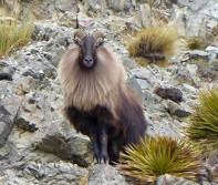 forgotv's tweet photo. The guy I am doing work for is a beast, 
in his 70's, just bagged a Tahr with his longbow in New Zealand for a record.

The only guy in the world to do a super slam hunting challenge with a long bow. https://t.co/o8yVq8WHYH