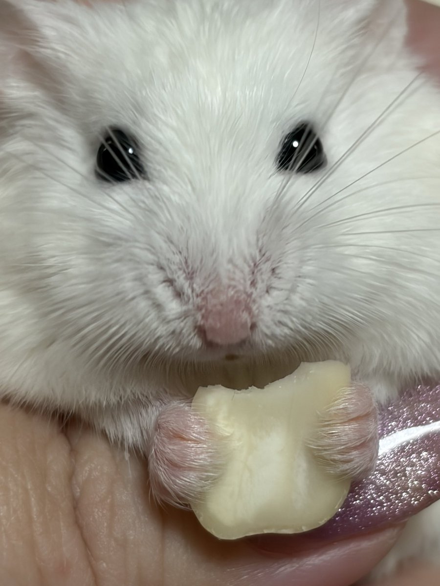 Julia_hamham's tweet photo. 本日のマニア向け https://t.co/sQlsXLIH6G