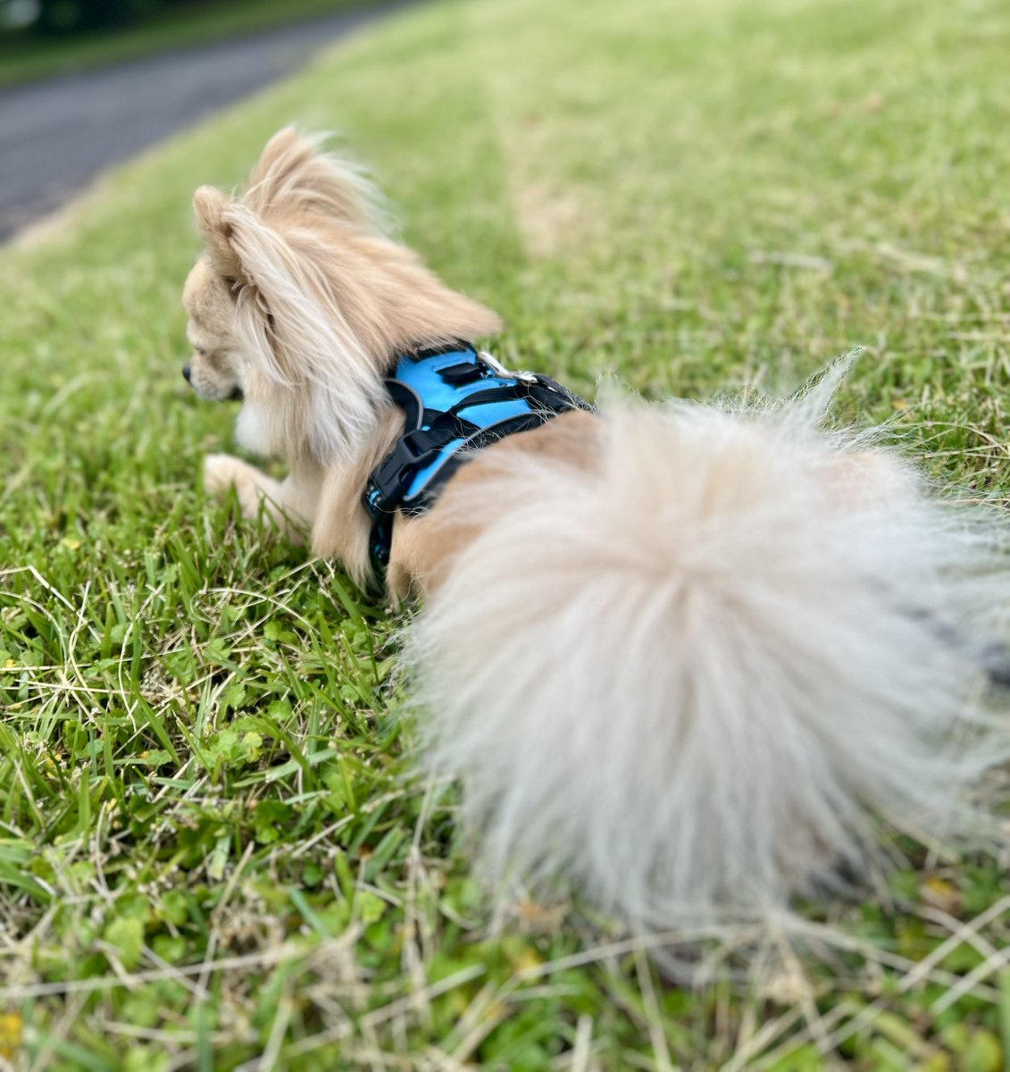 1229Peace's tweet photo. 肌寒い朝…(元気に駆け回る🐶)
#ポメチワ #そらさんぽ https://t.co/2o5gWbj8dr