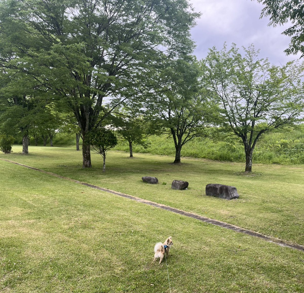 1229Peace's tweet photo. 肌寒い朝…(元気に駆け回る🐶)
#ポメチワ #そらさんぽ https://t.co/2o5gWbj8dr