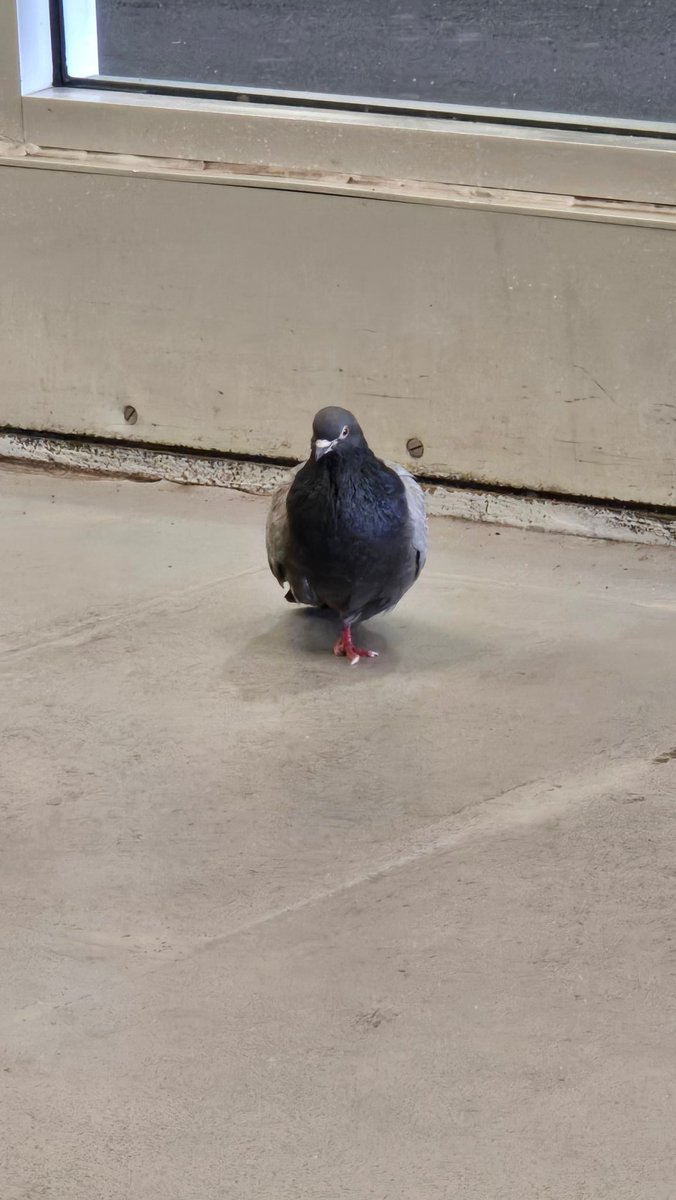 TerminalRuby's tweet photo. @Su_Shii Here's a fun one : last time I waited for the bus to get to my friend's place, I had the company of this pigeon for 35+ minutes sitting across from me. Never stopped looking in my direction before flying off as the bus arrived. https://t.co/az4fhG7yeN