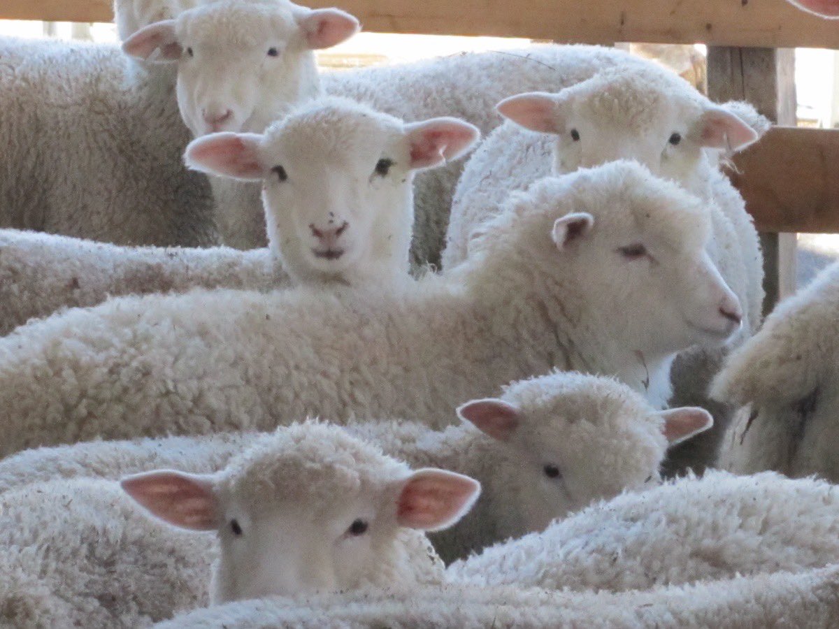 thefarmersheep's tweet photo. https://t.co/g6E2eGuYAb