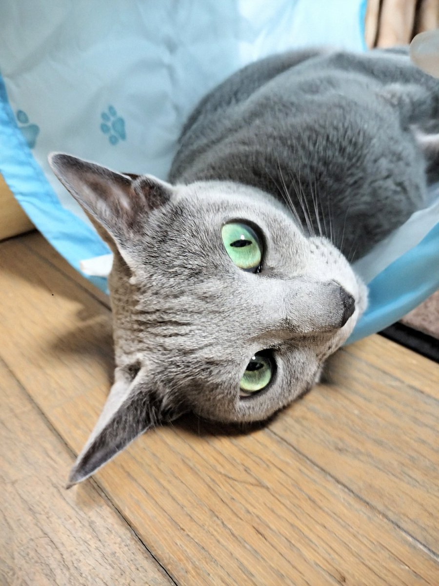 uzushi's tweet photo. おはにゃ〜🐱ございます。

#ロシアンブルー
#cat #猫のいる暮らし https://t.co/AT7Alte4JG