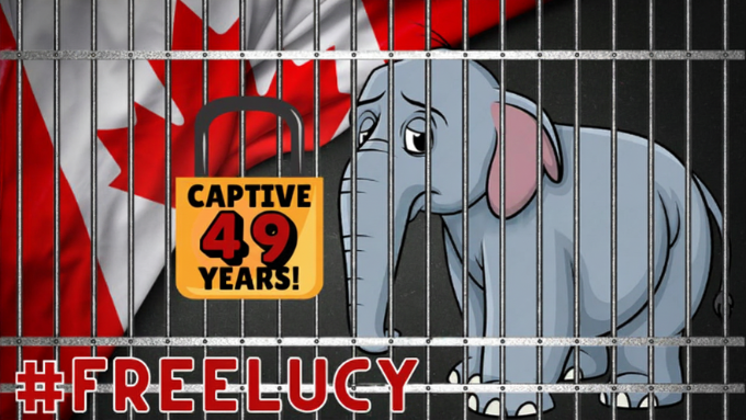 FreeTonyTiger's tweet photo. 🗓️5.29 &amp; 6.5.2026
🚫#FreedomFriday for @lucyliberte
🔒CAPTIVE 4⃣9⃣ YEARS 
🇨🇦@CityofEdmonton Valley Zoo!
➡️Follow @lucyliberte
🐘LIKE on @Facebook : 🔗https://t.co/wvQgLMznP6
🆘🆓🐘 #FreeLucy #canada #lucytheelephant #yeg #EdmontonValleyZoo #YegZoo @BuildingOurZoo https://t.co/9Vt1byDqqj