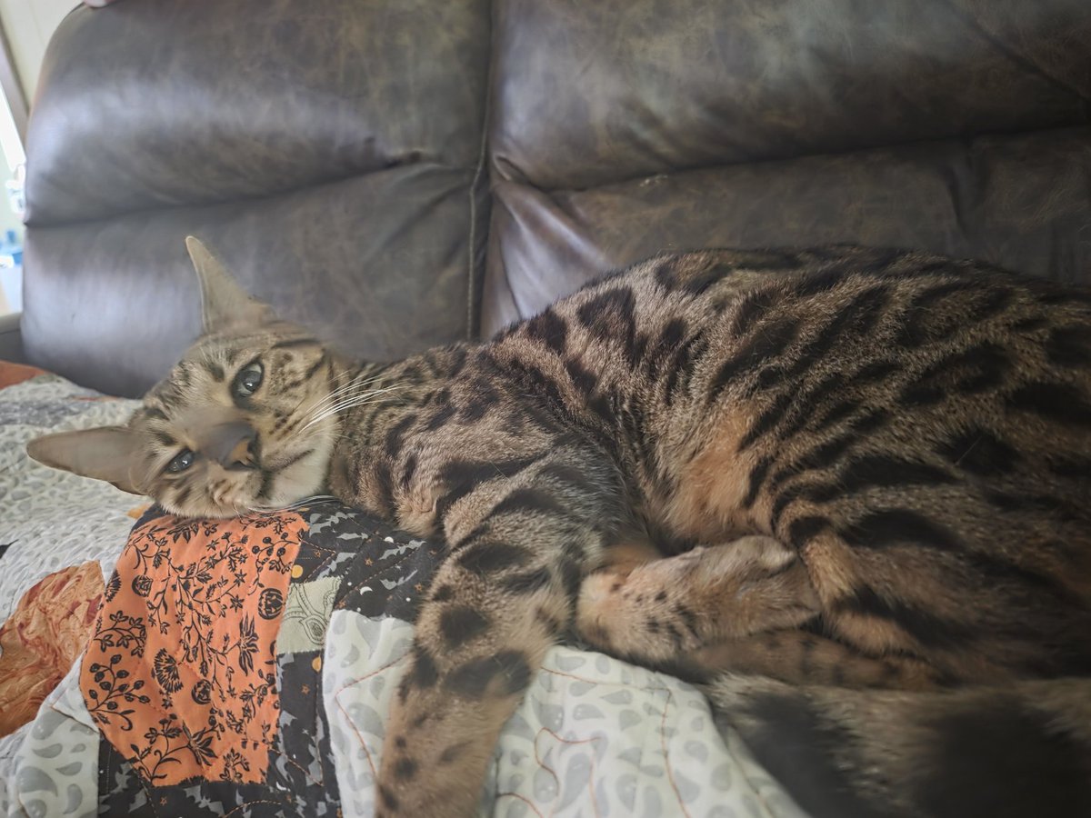 ClickClackCat's tweet photo. Mr. Meow has a birthday tomorrow.  Please join me in celebrating his seven years of existence, which is also seven years of him rehearsing  his passion project rock opera that he screams to is every night. https://t.co/XhWBPheVxt
