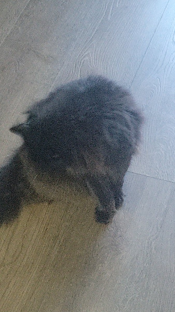 Derangeddm1's tweet photo. @richardrahl1086 Belladonna, aka Bellafloof. https://t.co/hHXrjCRGdz