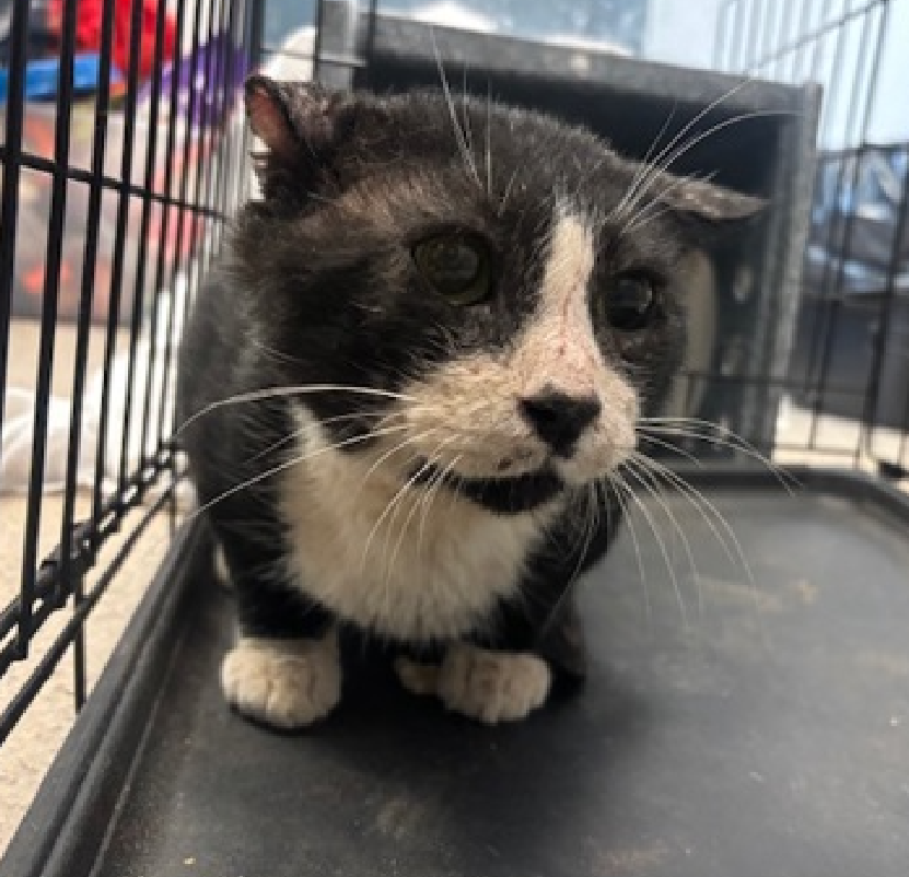 JLthekid9999's tweet photo. 🆘🆘 EKLIPS (ID 253365), 8 YO, MALE –  IN MANHATTAN ACC - came into the shelter as a stray on 4/30/2026.    🆘🆘 😿 😿 😿 😿

➡️TBD 6/6/26

➡️ SENIOR ALERT

➡️ NEW HOPE PARTNER RESCUE ONLY

➡️ 🆘🆘  1ST Chance on Emergency Placement List – VERY URGENT – 🆘🆘 😱🔥🔥😱

➡️ 36 DAYS IN SHELTER – TOO LONG – TIME IS RUNNING OUT

➡️ EKLIPS IS ON THE EPL FOR BEHAVIORAL REASONS -He is not thriving in the care center and continues to display distance-increasing behavior when approached for interactions. He has not warmed up despite staff using treats to build a positive association.  This designation often means that the cat will be given very little time for rescue/foster/adoption.🔥🔥🔥🔥

What my friends at ACC say about me: My history is a mystery and my friends here do not know much about me yet! I'm an independent kitty who likes to do my own thing. I am looking for a home with a patient person. Hi, my name is Eklips and the shelter has been a little overwhelming for me. I came from a home with many cats, who I've gotten along with well. Because I've lived in this home my entire life and have only been around one person, I have little experience with people and am hesitant of new experiences. I would enjoy living in a quiet home, preferably one with lots of vertical space so I have a place to perch and observe the room. I would also appreciate having experienced, patient adopter(s) who are willing to take things slow with me. I would benefit from socialization, using rewards whenever I make a small positive step like making eye contact, allowing petting, or sniffing your hand. I'd prefer to take things at my own pace and would appreciate some good old fashion TLC. If you can open your heart to adopt a cat like me, I'll hopefully have the confidence to come around to my new people, like you!  ❤️ 😻❤️ 😻❤️ 😻

NEEDS OUT OF SHELTER ASAP –

Please RT or pledge, if you can, to save this little one.

@AdamsPaulGrimke

@mehser12

💔😿🙏Thank you