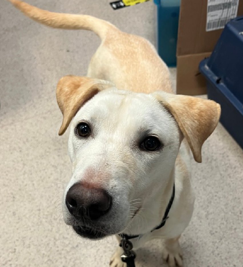 notthesameone2's tweet photo. 🐾10-month puppy Banana Split trial adopted just 4 days & returned b/c bit while playing. Cuddly, good leash-walker, exuberant, excited, wiggly, social, young, neutered & healthy. Earned 2nd best behavior rating, friendly w/ strangers & kids, waggy w/ dogs. Loves tug. Needs a foster offer by 6/06: https://t.co/QnJO5UT7E8