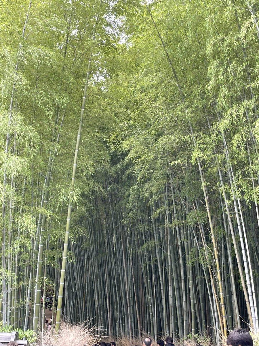 Ff14Shio's tweet photo. 京都・嵐山・竹林の小径。しかし竹より外国人観光客のほうが多い（過言）。 https://t.co/VjIyPVQ9Id