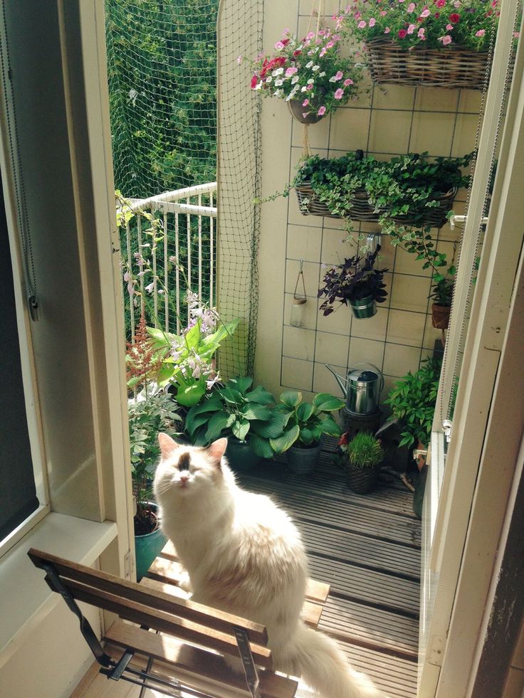 greenvibe's tweet photo. A balcony garden and a curious cat https://t.co/nUWs3YkDTN