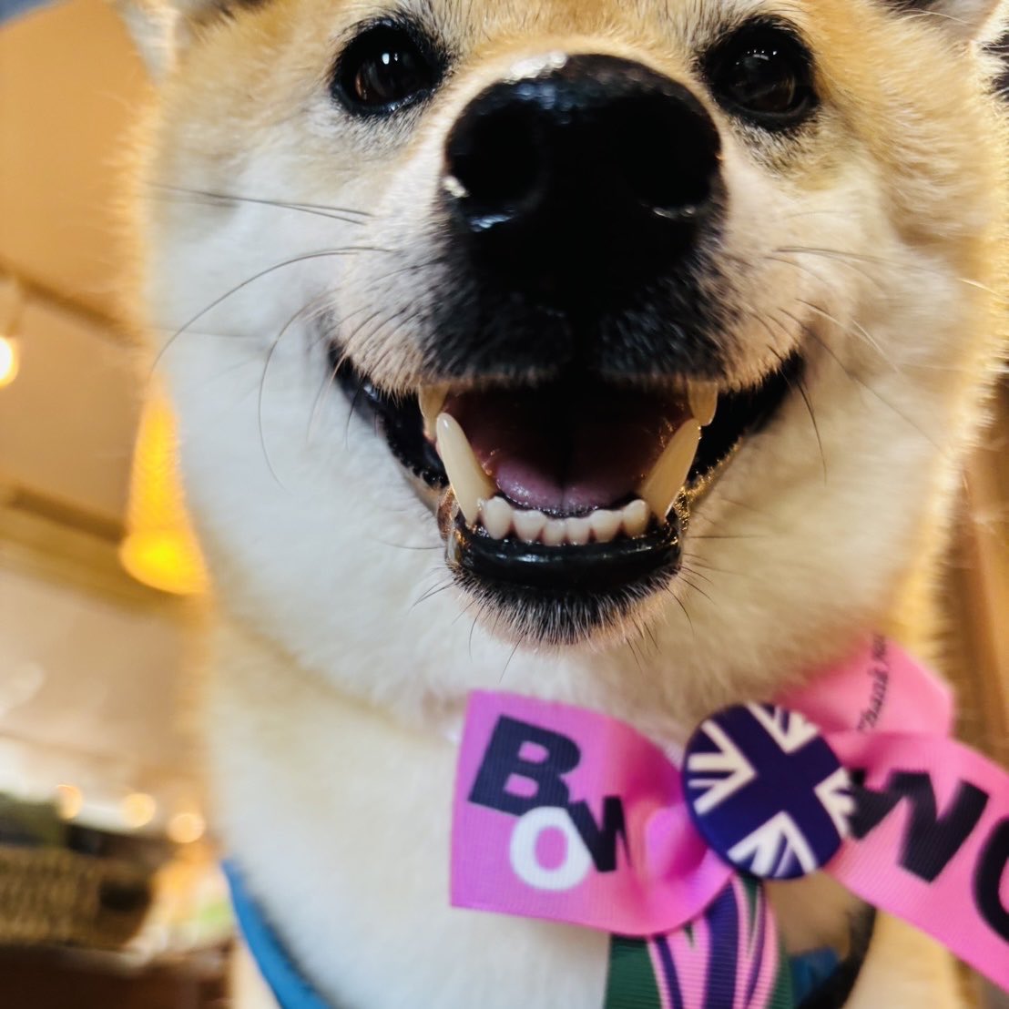 rsroger555's tweet photo. Monthly grooming for my dog.
I had some photos taken at the salon.
#shibainu #dogtime https://t.co/YsOFm9wtKf
