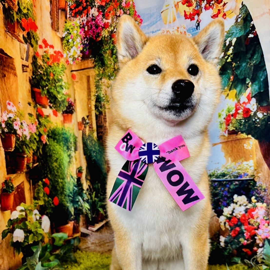 rsroger555's tweet photo. Monthly grooming for my dog.
I had some photos taken at the salon.
#shibainu #dogtime https://t.co/YsOFm9wtKf