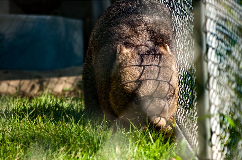 2014/9. 素敵なワインくん🥰 #ウォンバット #五月山動物園 #waine