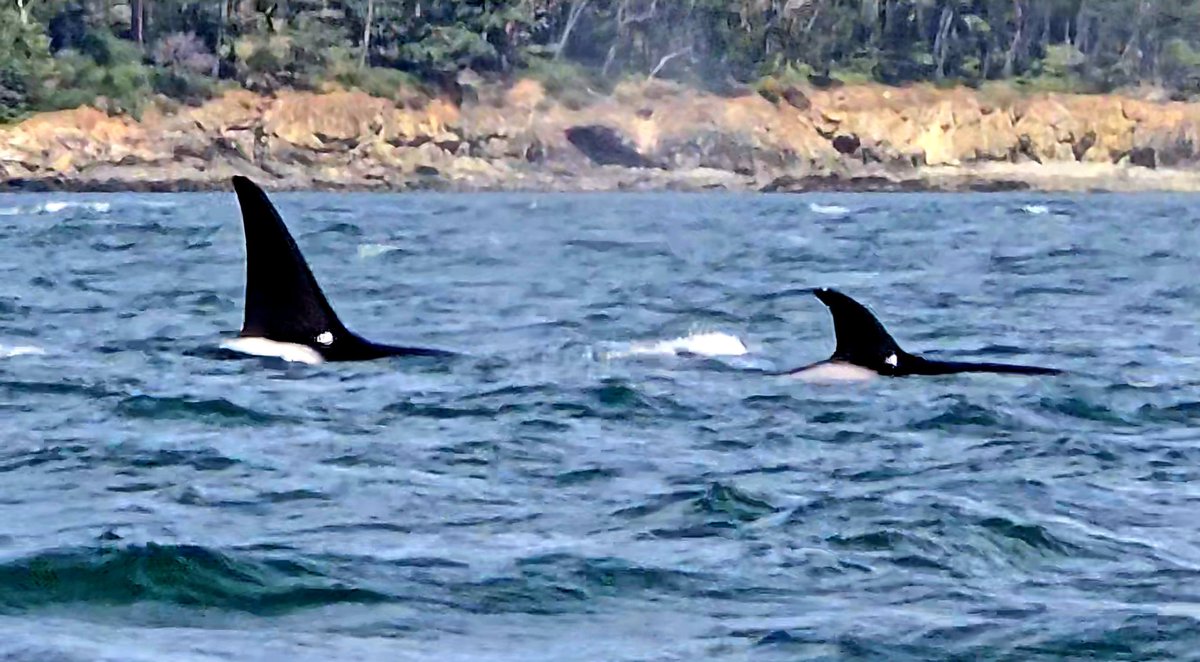 MailboatN's tweet photo. A very routine day for mailboat'n and then, it wasn't. I was fortunate and got to spend some time with a couple orcas.

My morning commute, then whale shots. I'm no whale expert but I think the smaller whale is a baby. The saddle is still pink and the dorsal is still folded over. https://t.co/bKGZUhVmEd
